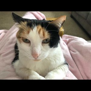 Meet your Posher, Annie